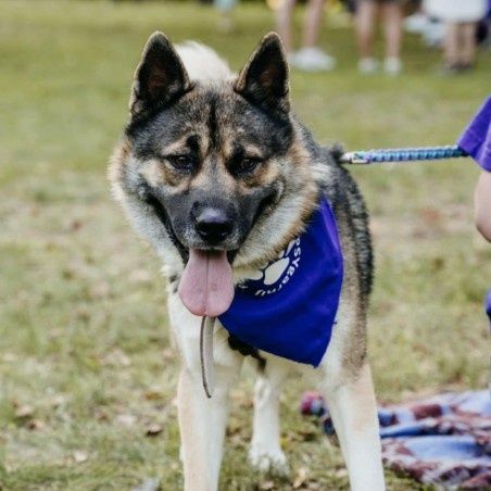 Helios, pies  szuka odpowiedzialnego opiekuna