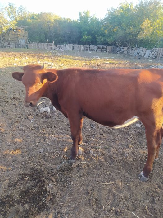 Продам телиць злучного віку