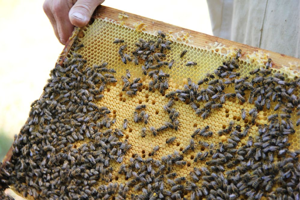 Чистопородні бджоломатки Карпатка (тип Говерла) матка, бджоли