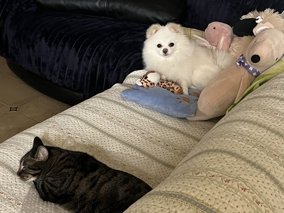 Ищем девушку для любви, миник , очень красивый, игрывый, умный.