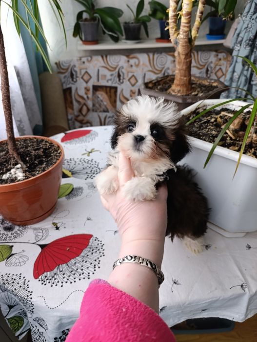 Девочка ши тцу..