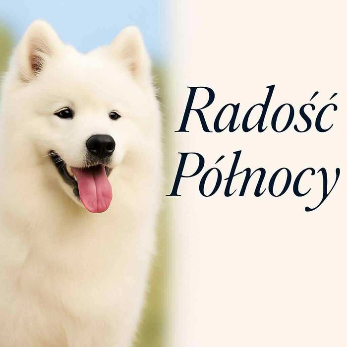 Samojed Samoyed Suczka