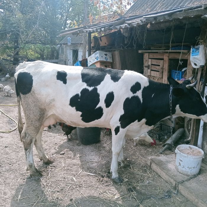 Продам хорошую корову