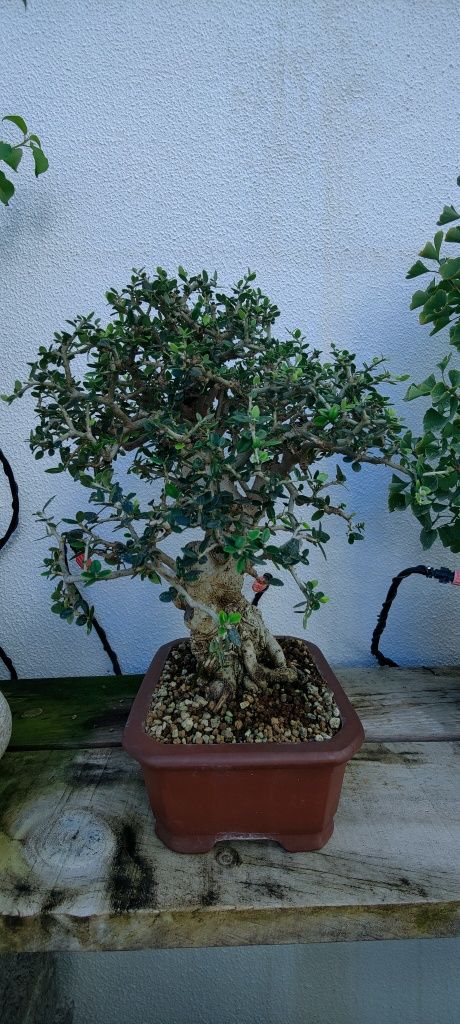 Bonsai Olea europea 'sylvestris'