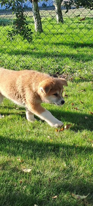 Na sprzedaż Akita Inu szczeniak