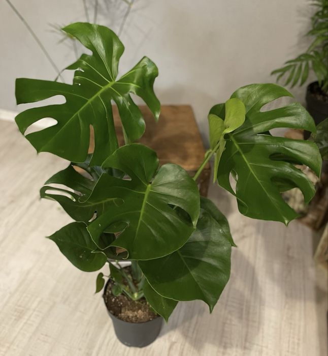 Монстера Делікатесна