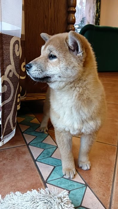 Shiba Inu CZERWONA SUCZKA Wrzosowa Zagroda FCI ZKWP