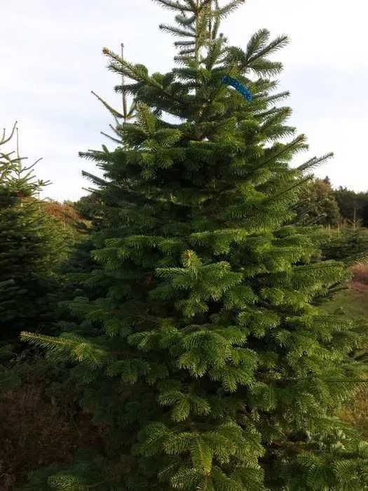 Jodła kaukaska z Dani Dania H.U.R.T, piękne choinki
