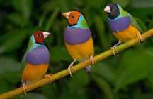 Diamantes Gould Machos