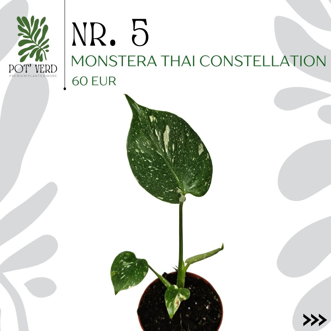 Monstera Thai Constellation (PLANTA RARA!) Variegação muito estável