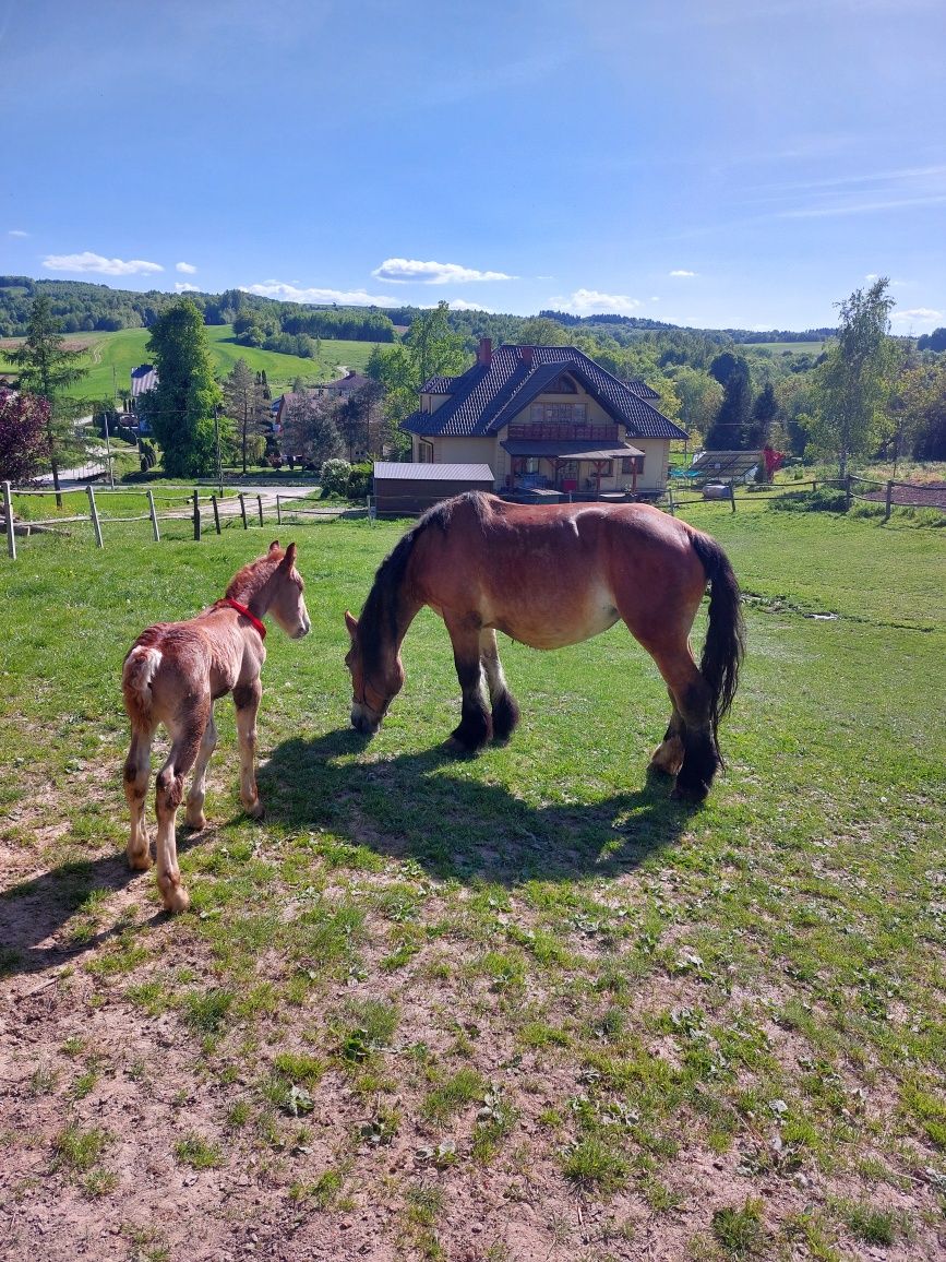 Sprzedam klacz zimnokrwista ze źrebakiem