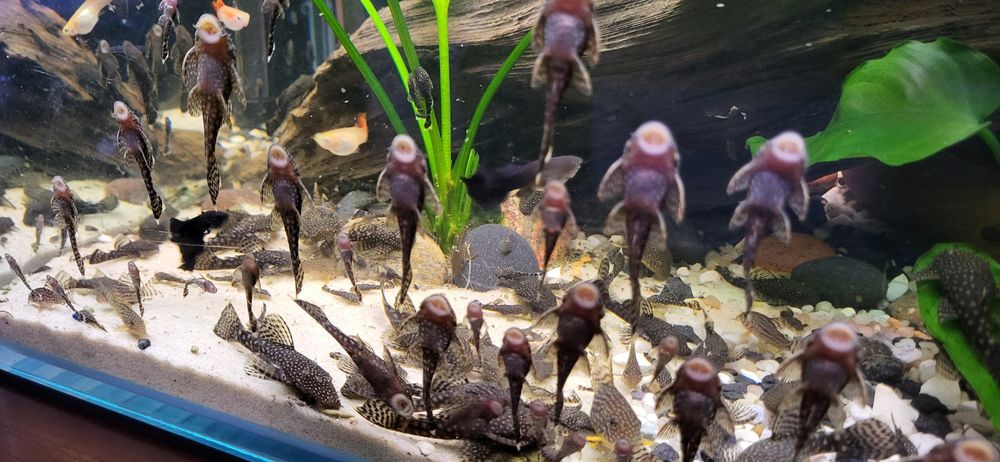 Zbrojniki glonojady Kielce