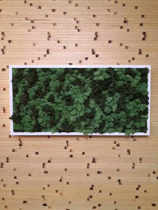 Стабилизированный мох картина