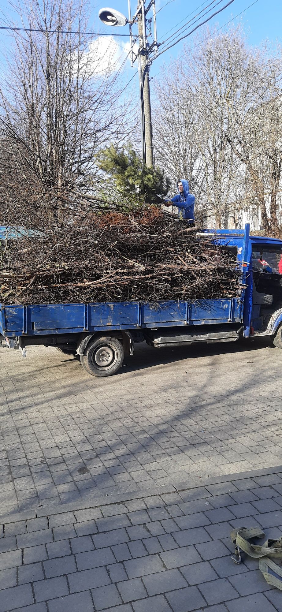 Благоустрій Планування Обрізка Дерев Вивіз Гілля Гілок
