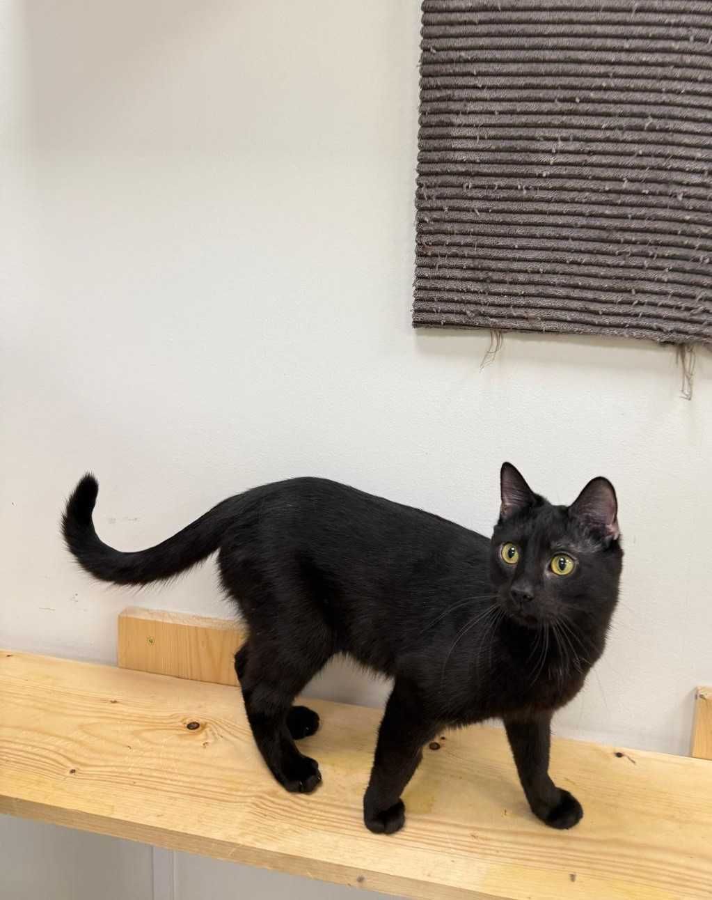 Lucek - młody, przyjazny kocurek do adopcji!