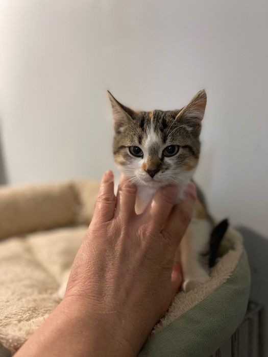 Котята котики отдам котенок  девочка