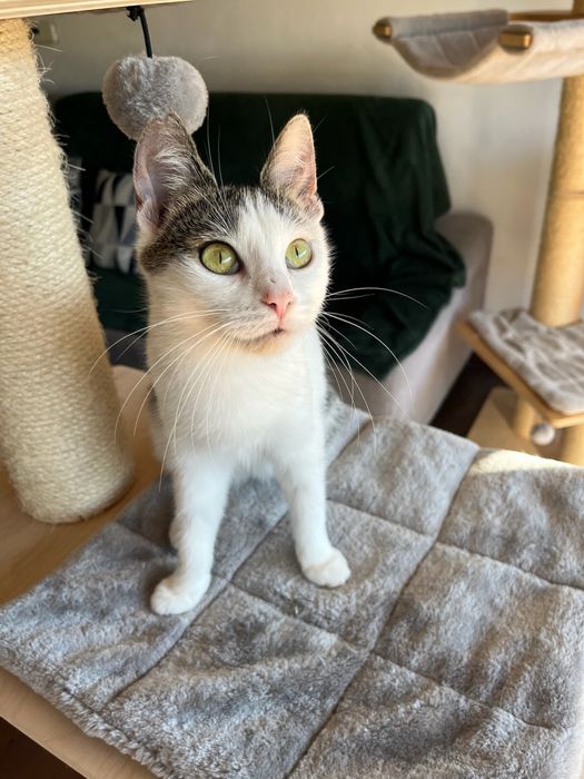 Tosia, która prawie umarła szuka domu