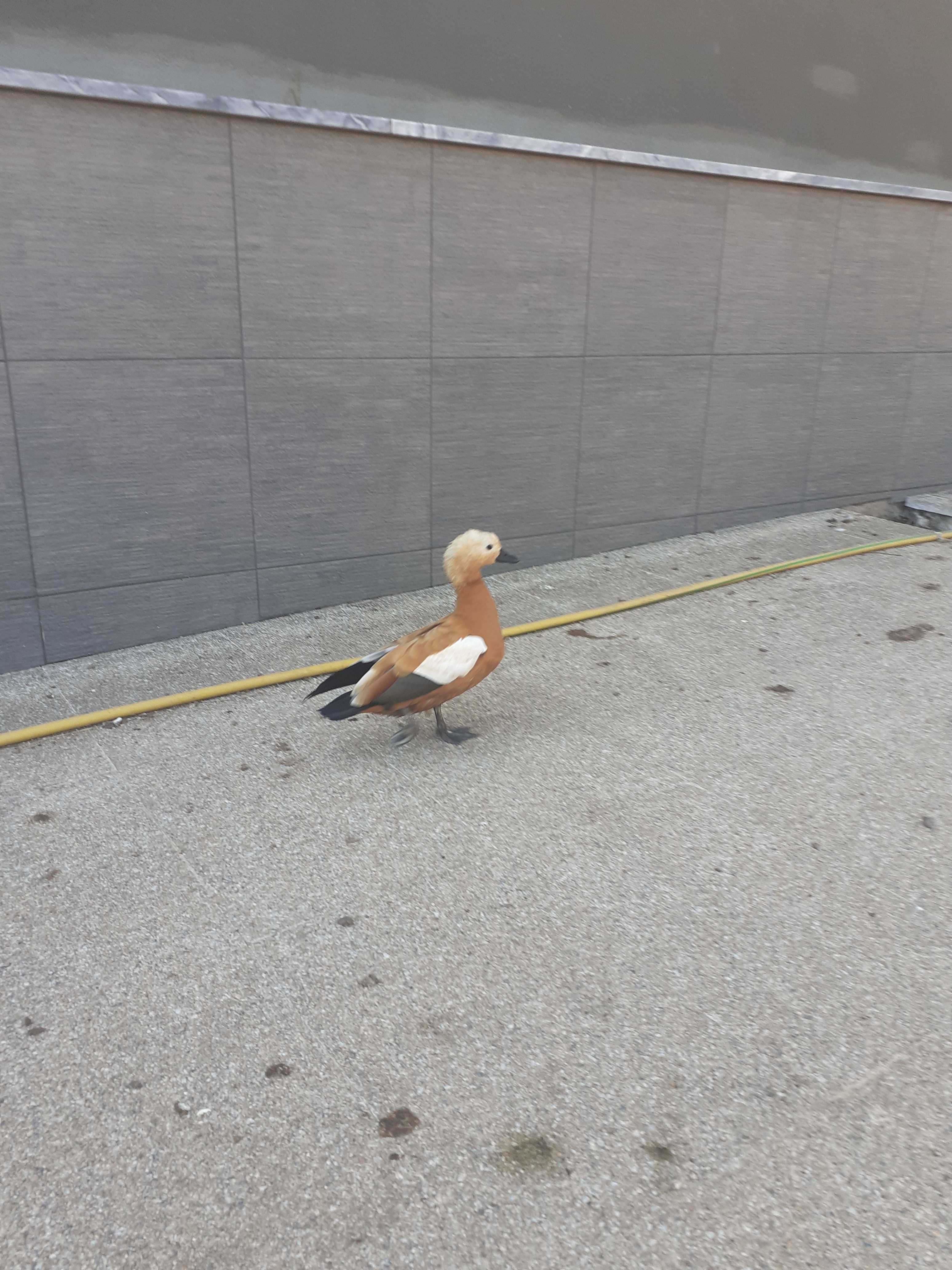 Patos Mignon, Gansos face branca, Faisões, Caturras