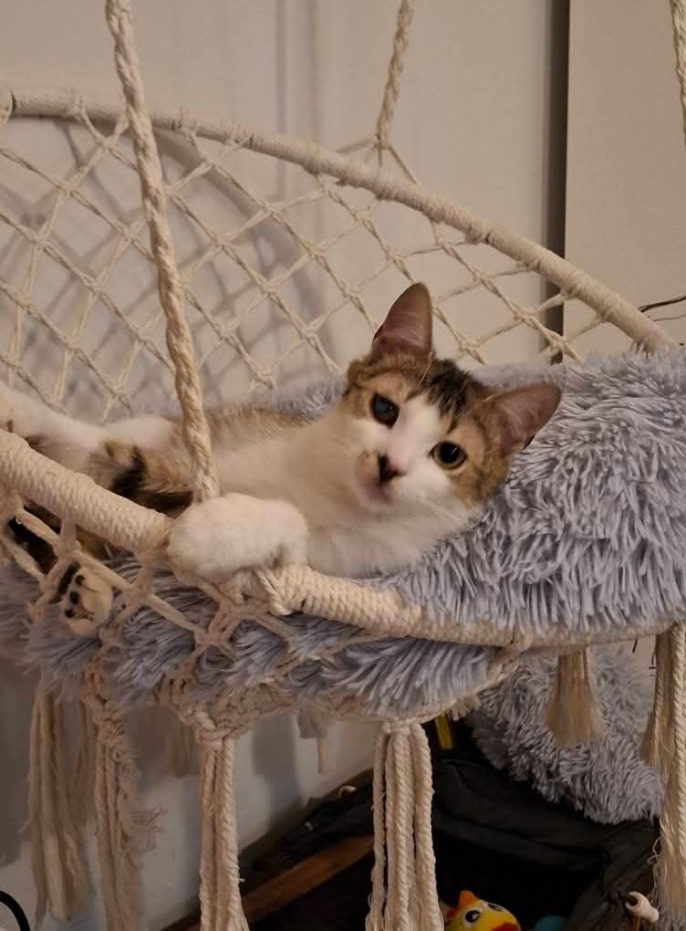 Cudne kotki do adopcji