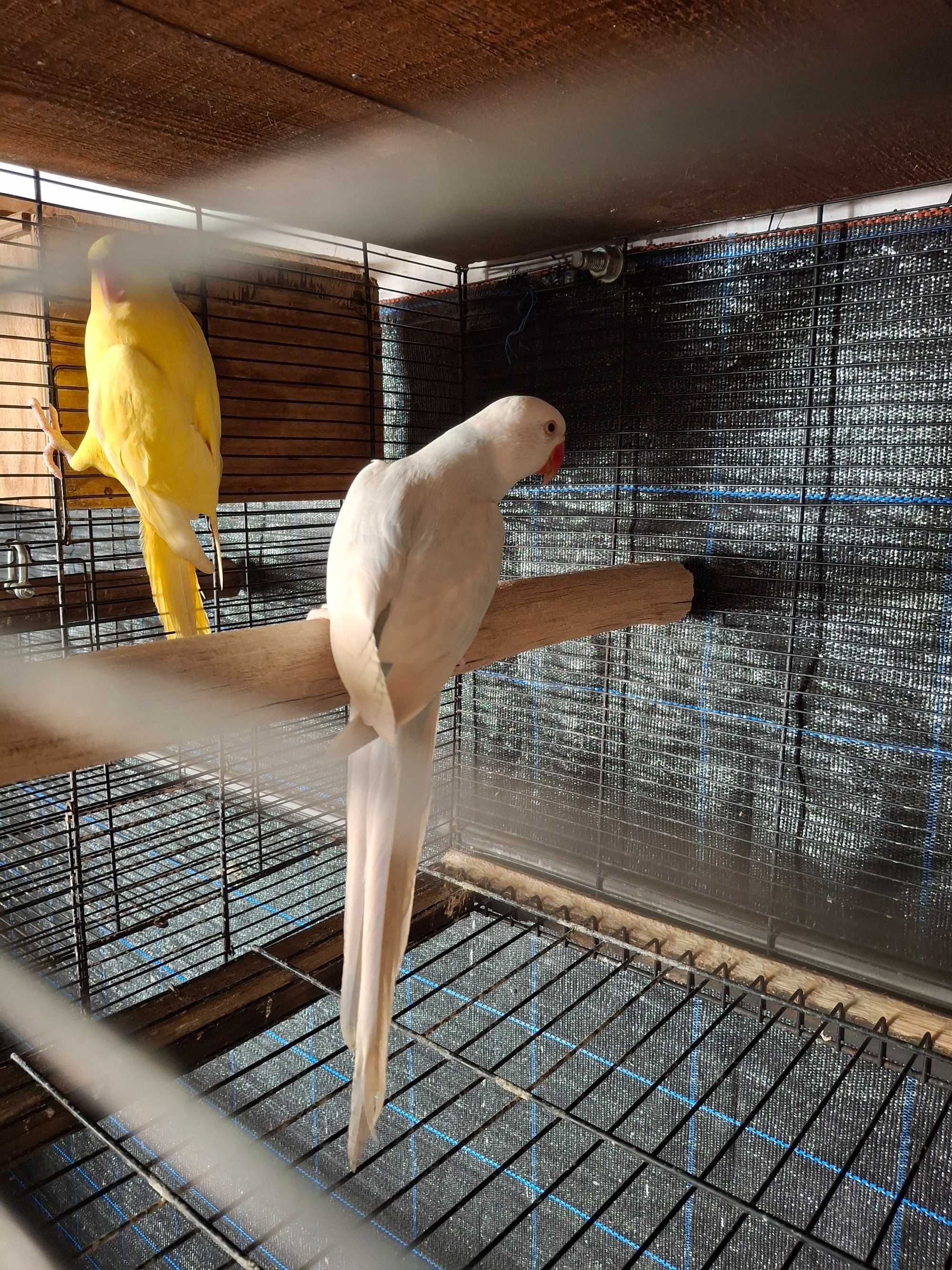 Vendo casal de ring neck 2023