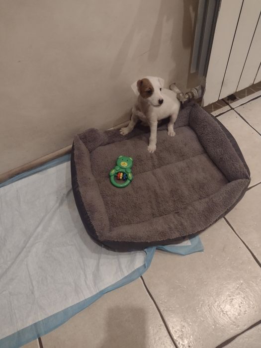 Jack Russell Terrier