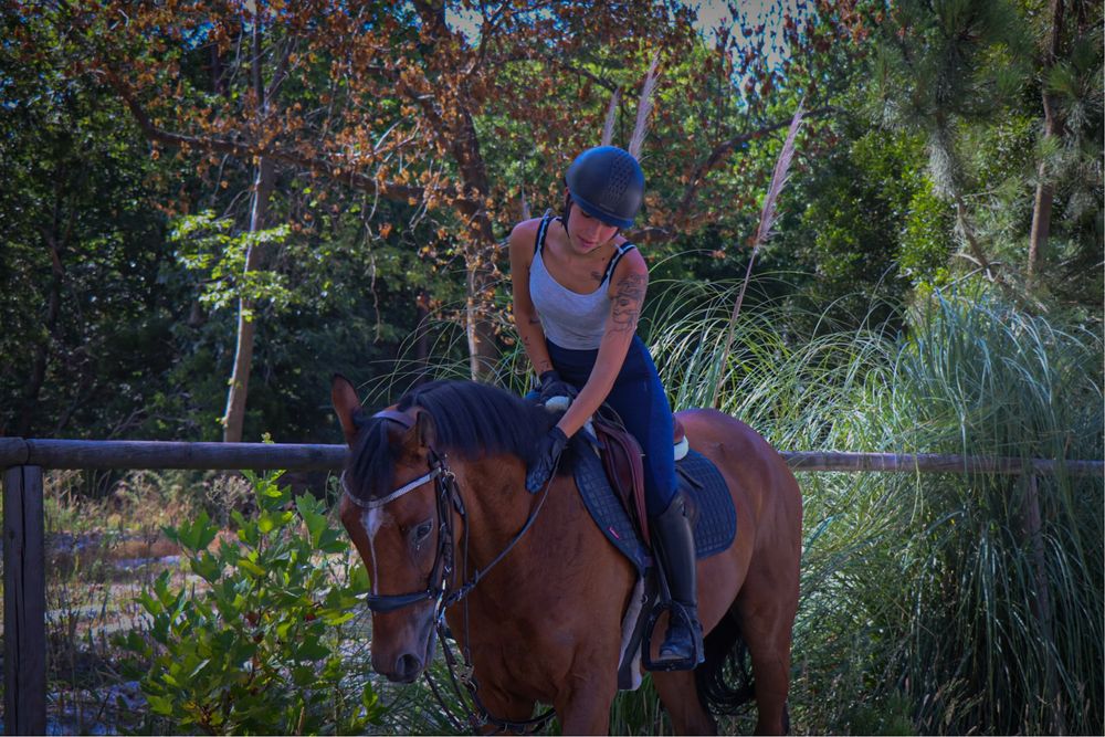 Cavalo PSI para venda