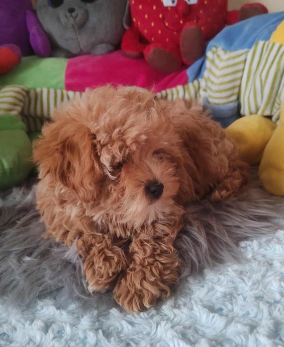 Maltipoo Piękny Czesio