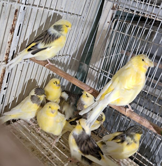 Canários Glosters