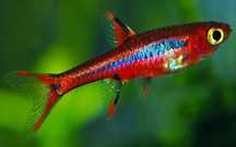 Młoda Razbora borneańska - Boraras brigittae - Rasbora