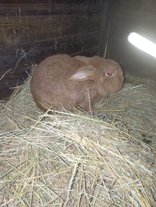 Sprzedam królika samca z własnej hodowli