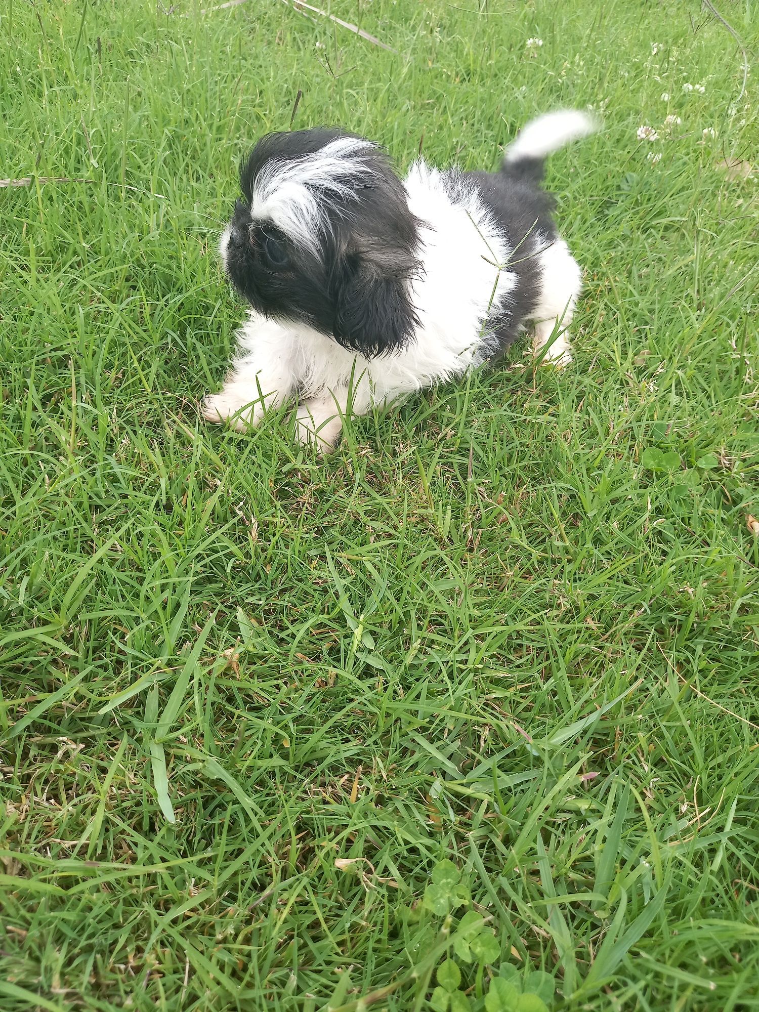 Menino  shih-tzu