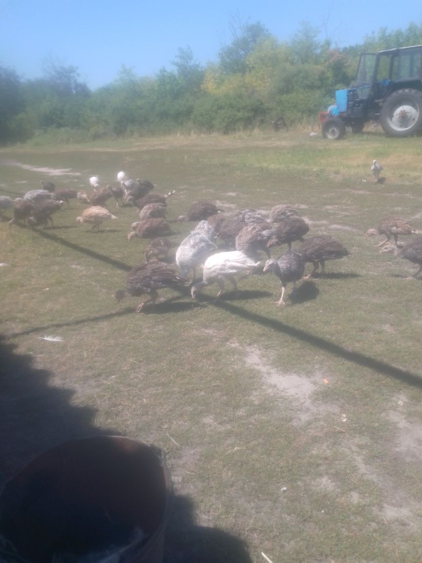 Продам каченя шампунів