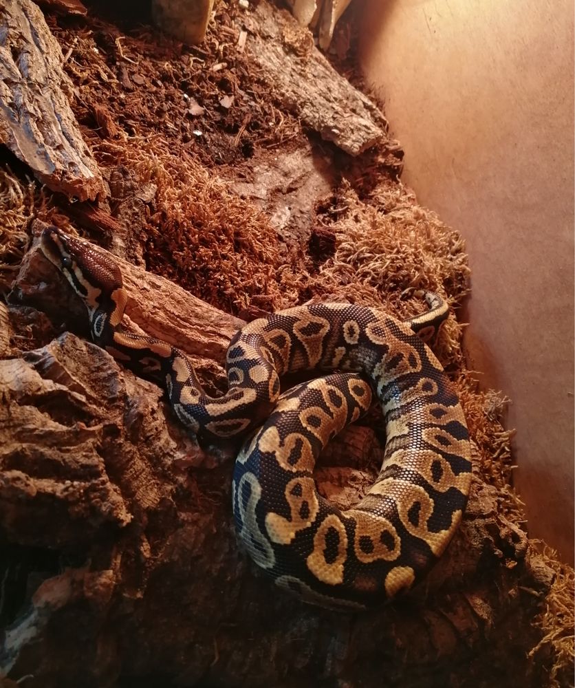 Python regius yellow belly