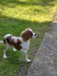 Cavalier King Charles spaniel piesek z rodowodem SWKIPR