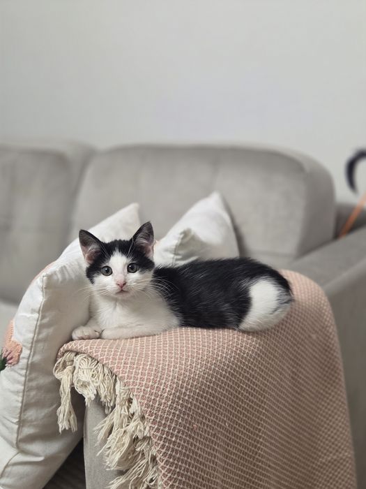 Kot kociczka kotka kociak