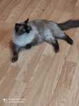 Reproduktor ragdoll