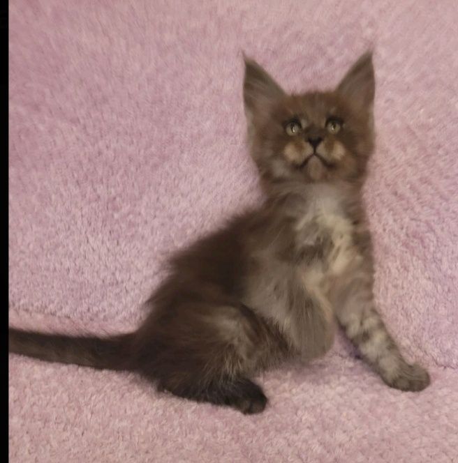 котята мейн-кунов из  международного питомника