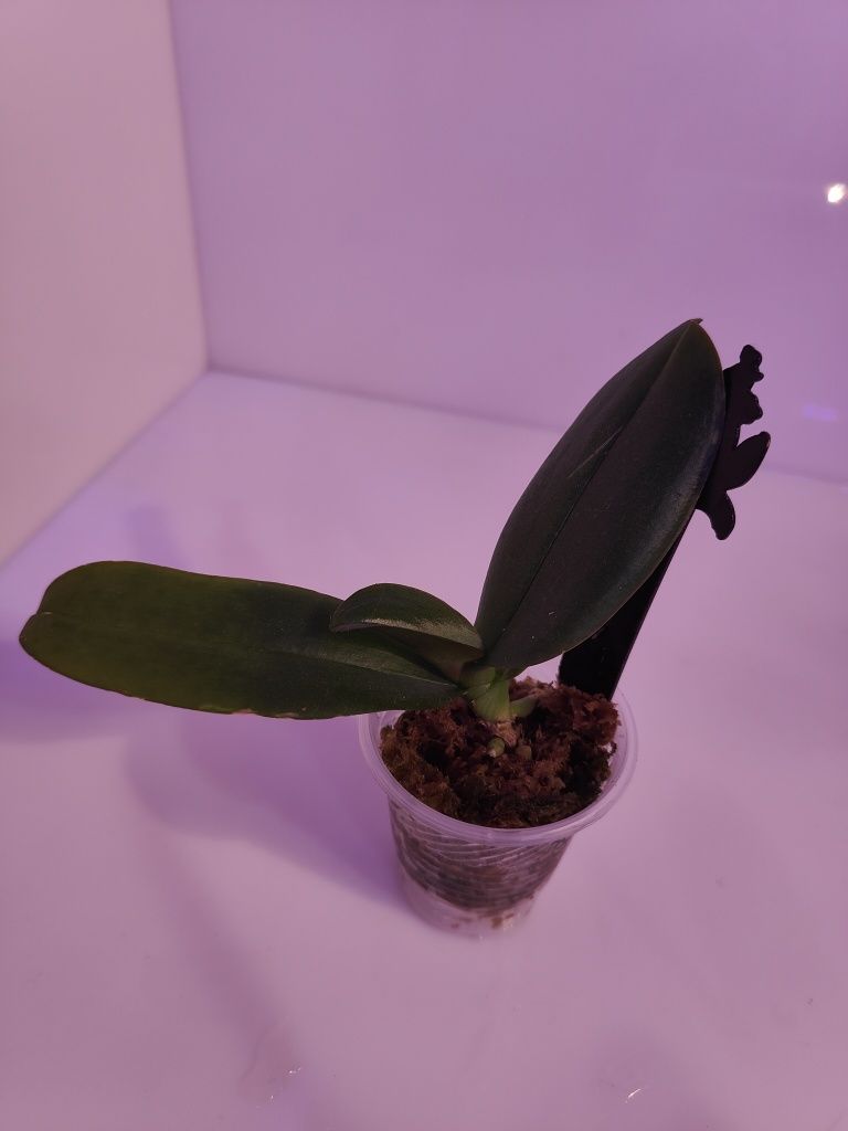 Орхидея Allura Caramba биг лип