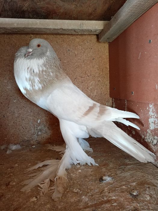 Garłacz garłacze 25r