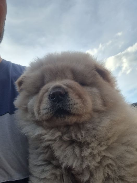 Chow chow szczeniak pies