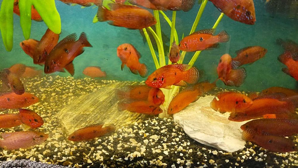 Czerwieniak kongijski dwuplamy i cętkowany