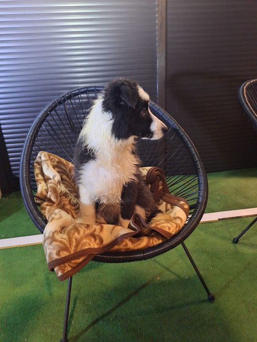 Border collie szczeniak przepiękna suczka szuka domu