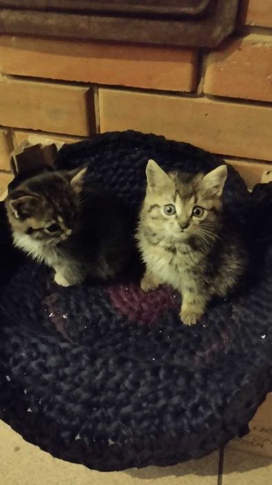 Кошенята в добрі руки