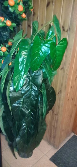 Sprzedam kwiat widoczny na zdjęciu