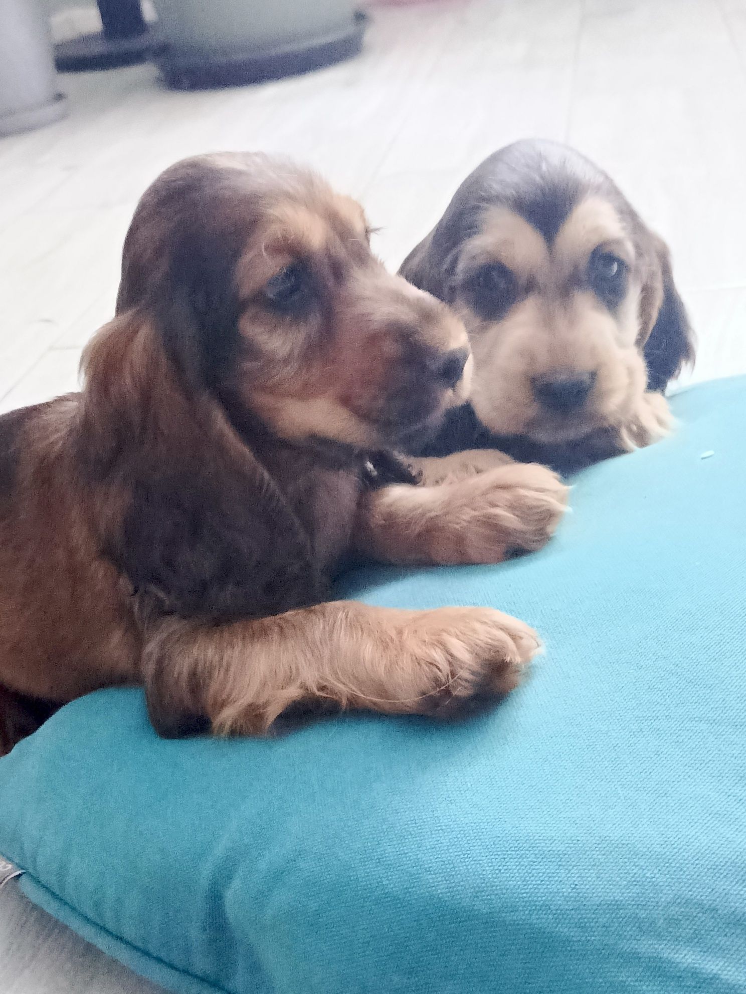 Piesek Cocker Spaniel