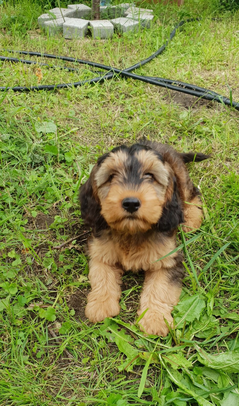 Cockapoo. Hybryda. Suczka Kinia. Cocker Spaniel Angielsk/ Pudel miniat