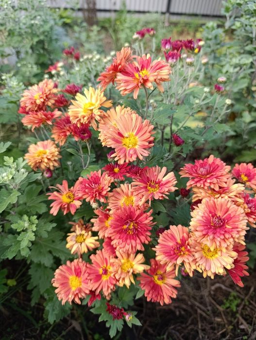 Продам хризантеми морозостійкі