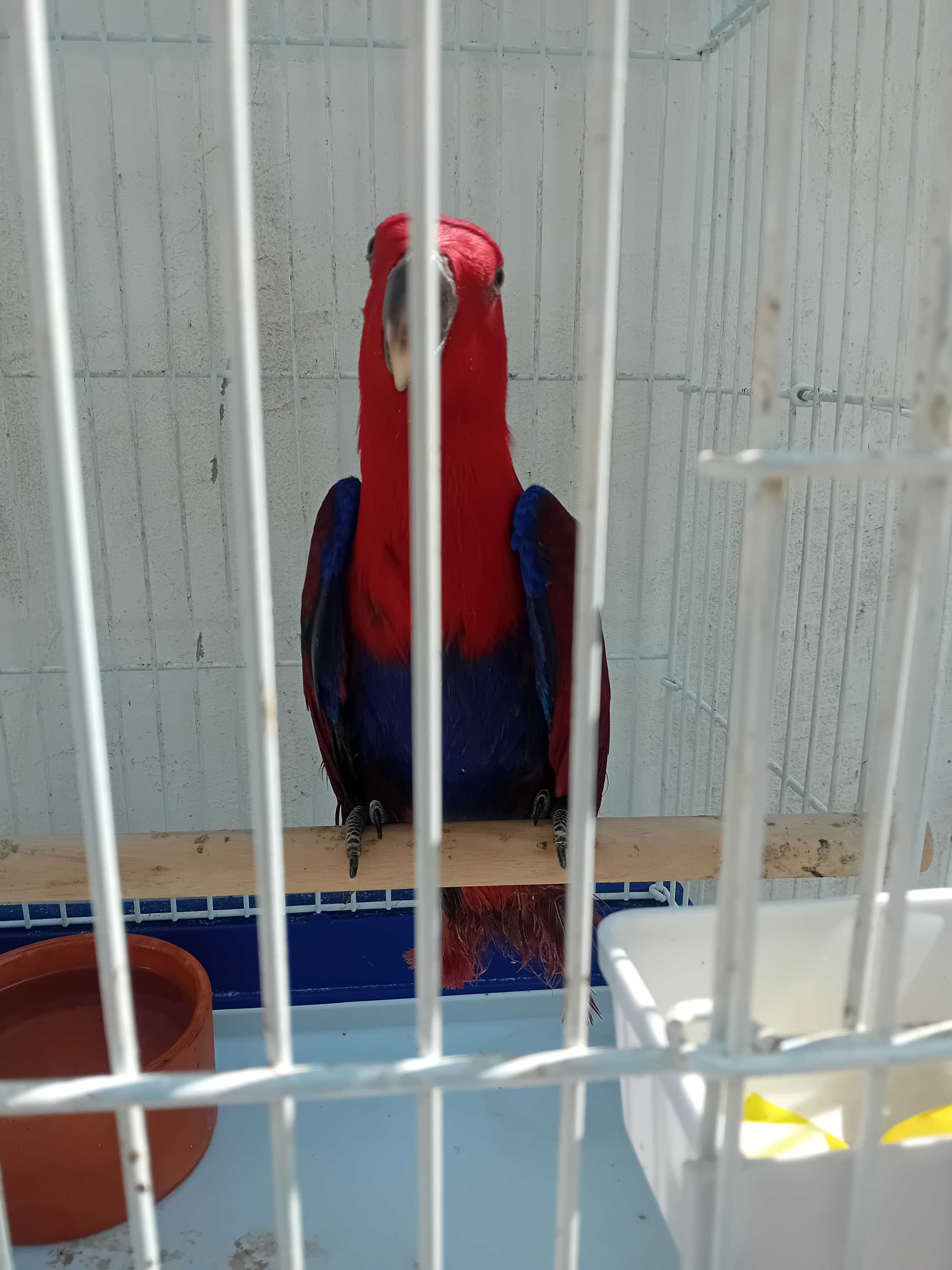 Femea  papagaio ecletos