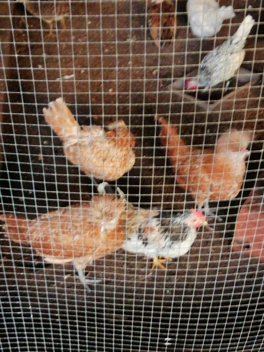 Casais de Paduanas (Camurça)