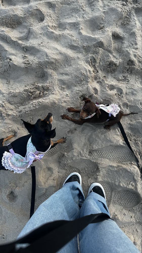 pet sitting / walking